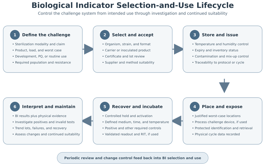 Biological-indicator lifecycle covering challenge definition, BI selection, certificate acceptance, storage, worst-case placement, incubation, result interpretation, investigation, and change control.