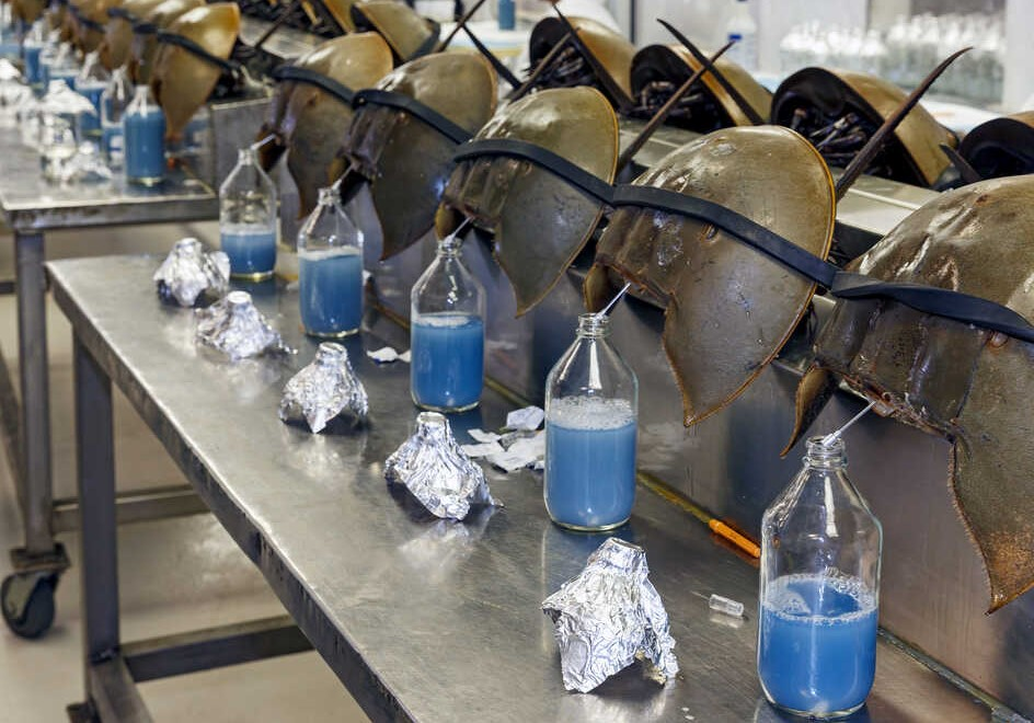 Atlantic horseshoe crab representing the biological source of LAL reagent used in traditional bacterial endotoxin testing
