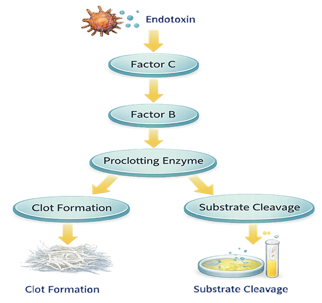 LAL reaction cascade showing endotoxin activation of Factor C, Factor B, the proclotting enzyme, and the final measurable reaction