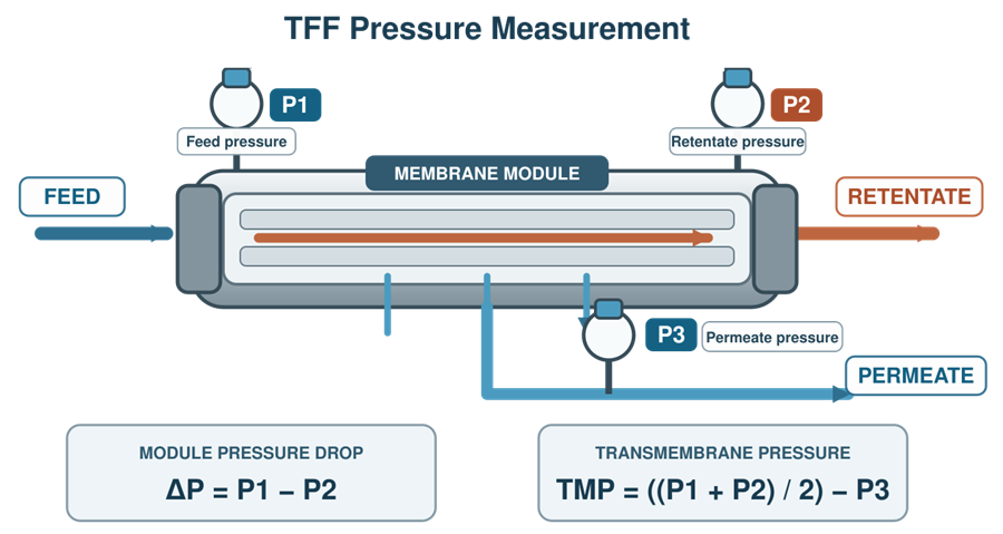 Tangential-flow filtration module with pressure measurement points at the feed inlet, retentate outlet, and permeate line