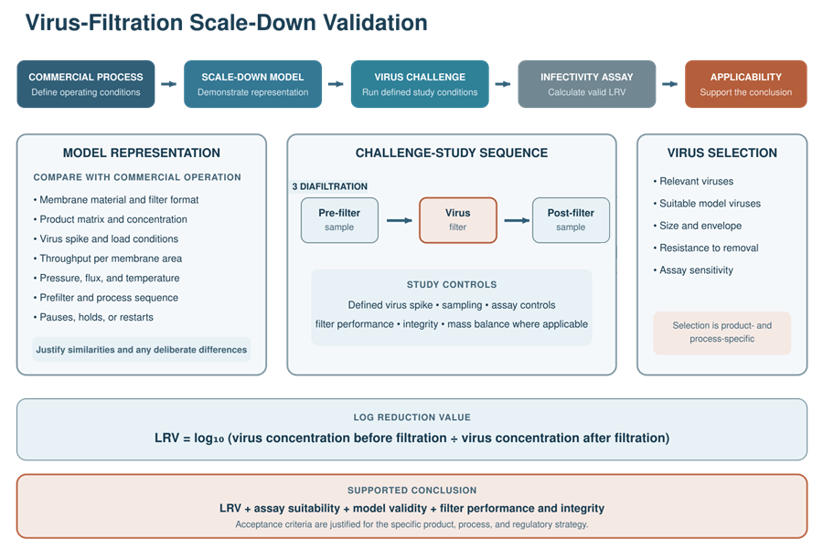 Virus-filtration scale-down validation model connecting commercial process representation, virus challenge, filtration conditions, infectivity assays, log reduction value, and model applicability.