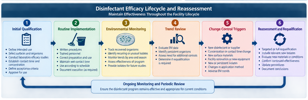 Disinfectant efficacy lifecycle showing initial qualification, routine implementation, environmental monitoring, trending, change control, new isolates, reassessment, and targeted requalification.