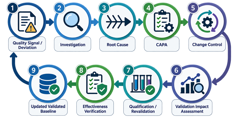 CAPA and validation lifecycle showing quality signal, investigation, root-cause assessment, CAPA, change control, validation-impact assessment, qualification or revalidation, effectiveness verification, and updated validated baseline.