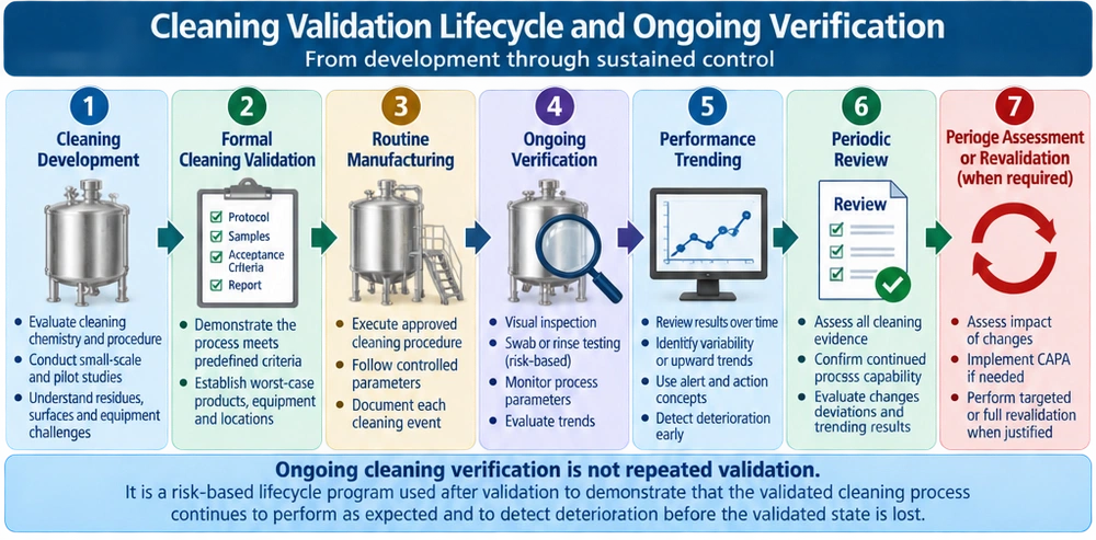 Cleaning validation lifecycle showing cleaning development, formal validation, routine manufacturing, ongoing cleaning verification, performance trending, periodic review, change assessment, and revalidation when needed.